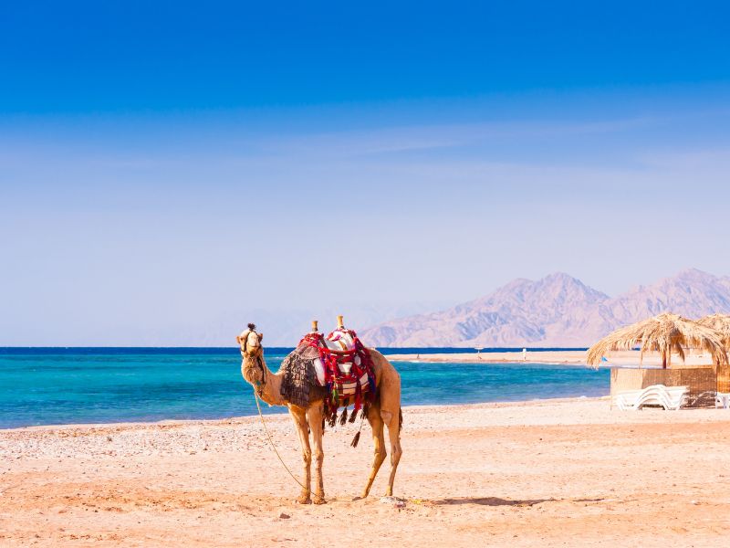 Camel on the beach at the Red Sea, Israel.