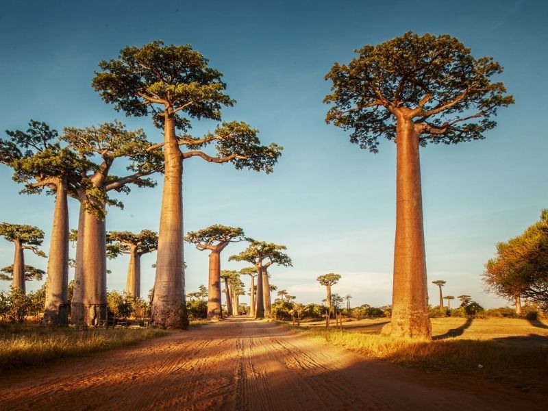 Walk Along The Sandy Road Between The 30 Metre Tall African Baobab Trees.