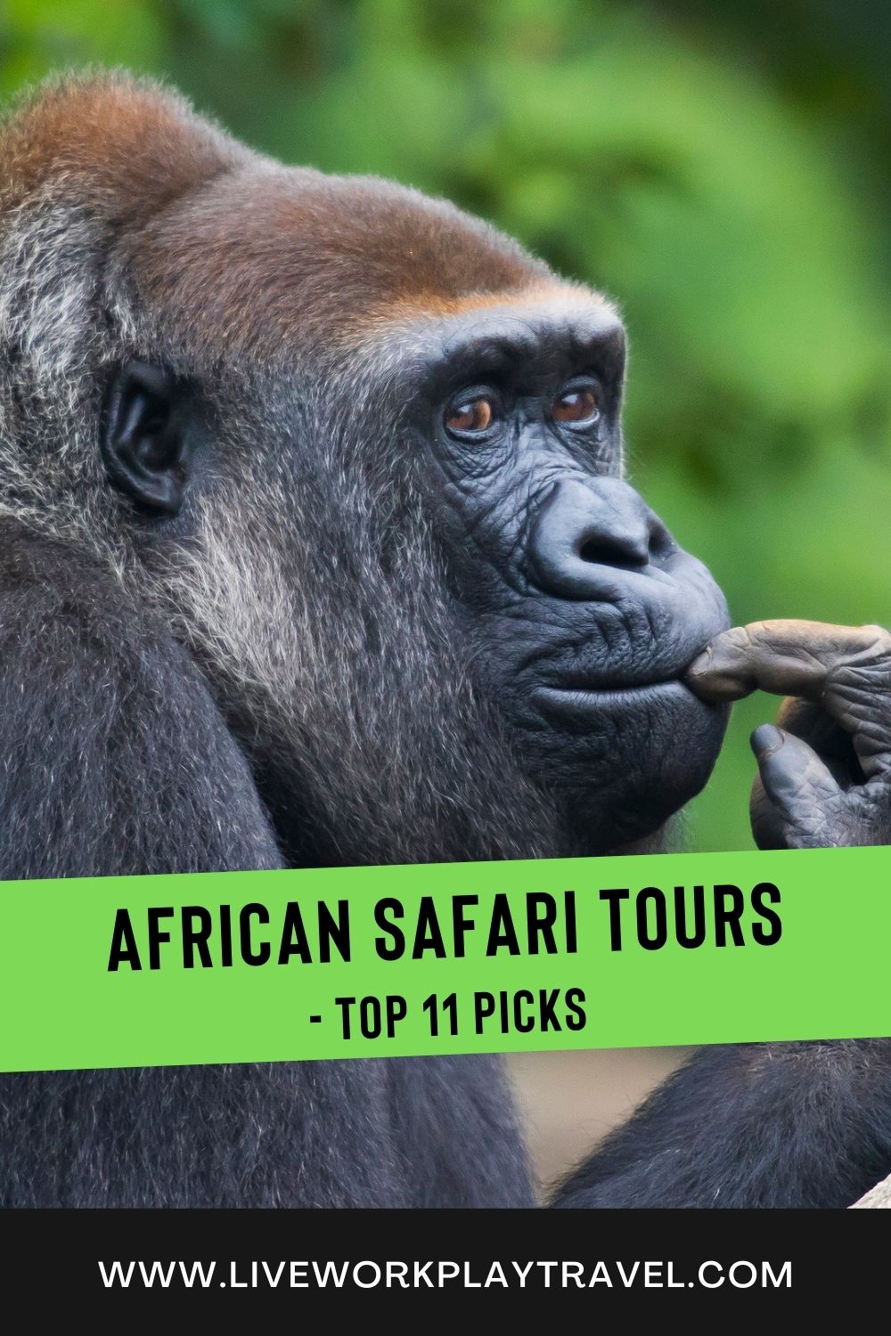 See A Gorilla In Botswana Like This One.