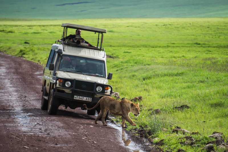 When You Go On A Safari In Africa Such As In Ngora National Park Your Vehicle May Be Stopped By A Lioness Wondering Across The Road In Front Of You.