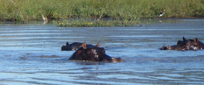 When You Go On A Safari In Africa Such As In Okinava National Park You May See Hippos In A Water Hole Sticking Their Heads Above Water.