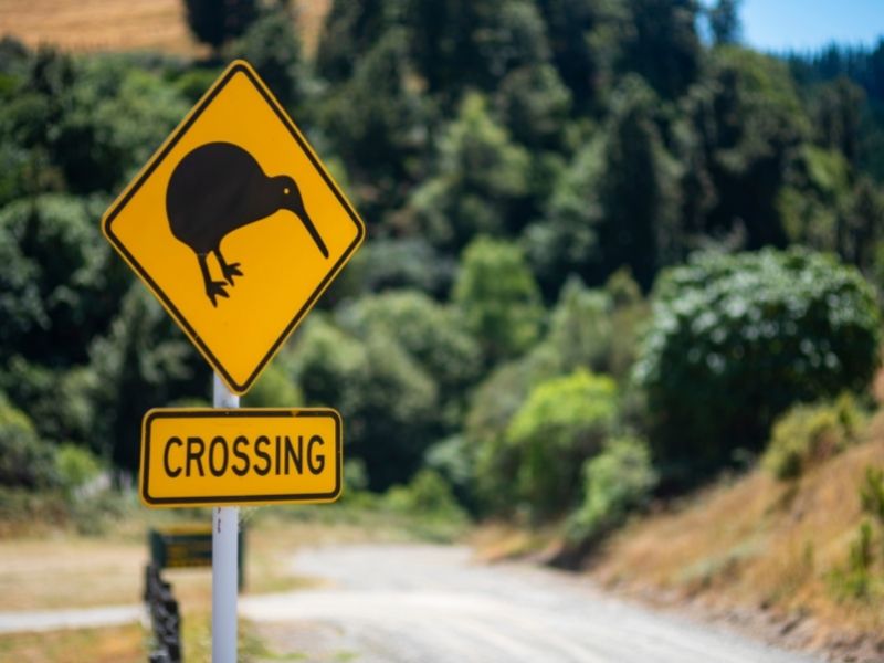Watch Out For Kiwis Crossing The Road When On A Road Trip in New Zealand.