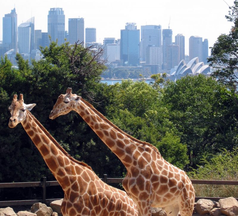 Sydney from Taronga Park Zoo. Two Giraffes Have The Best View.