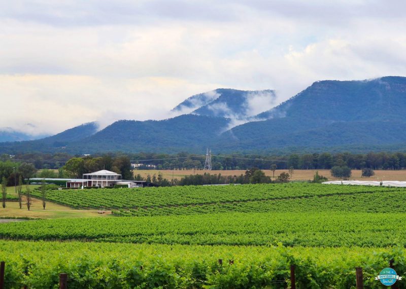 Hunter-Valley-Australia-Vineyards-Full-Of-Lush-Vines