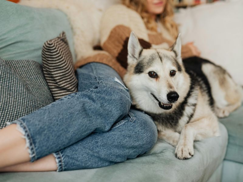 Reasons Why You Should Become a House and Pet Sitter