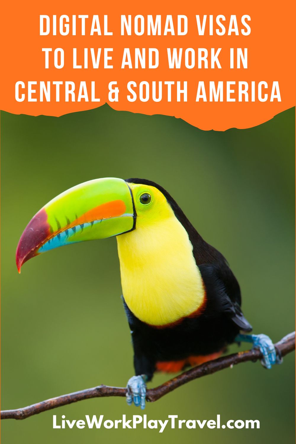 colourful Toucan bird sitting on a branch in a tree in South America.