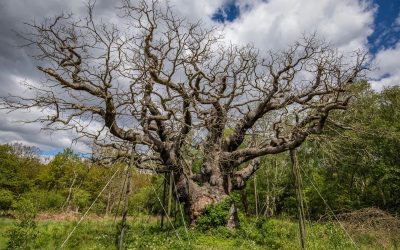 Heartbreak as Robin Hood’s English Oak Tree Dies