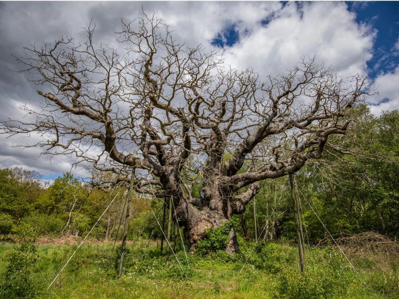 Robin Hood Major Oak Tree Sherwood Forest